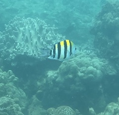 Abudefduf vaigiensis
