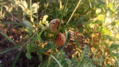 Leptinotarsa decemlineata