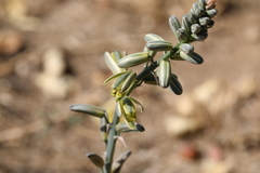 Albuca glauca