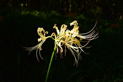 Lycoris