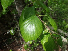 Betula occidentalis