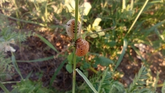 Leptinotarsa decemlineata