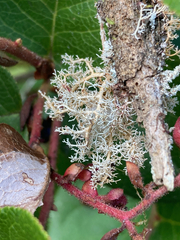 Sphaerophorus tuckermanii