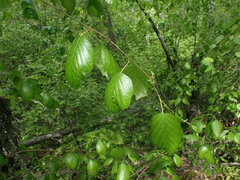 Betula occidentalis