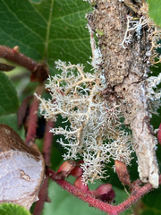 Sphaerophorus tuckermanii