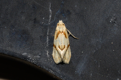Eugnosta bimaculana