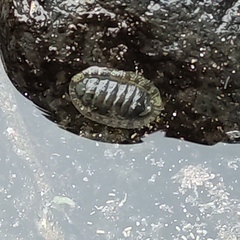 Sypharochiton pelliserpentis