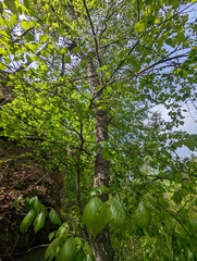 Betula occidentalis