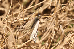 Tatochila