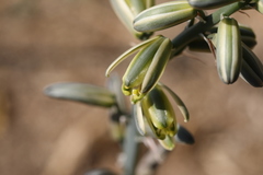 Albuca glauca