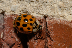 Hesperomyces harmoniae