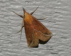 Phyprosopus callitrichoides