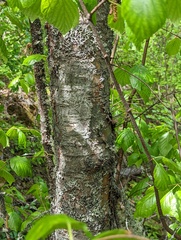 Betula occidentalis