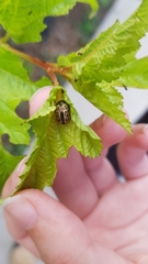 Calligrapha confluens