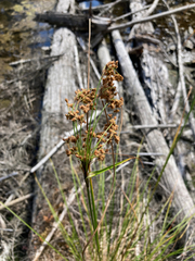 Scirpus cyperinus