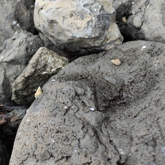 Austrolittorina cincta