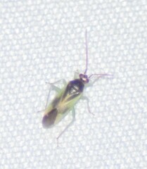Orthotylus