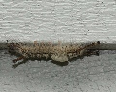Dasychira meridionalis