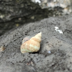 Austrolittorina cincta