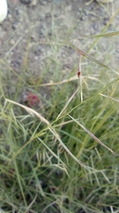 Bouteloua barbata
