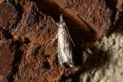 Microcrambus minor