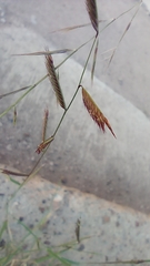 Bouteloua barbata