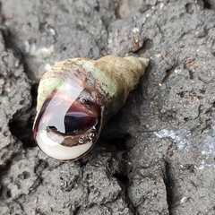 Austrolittorina cincta