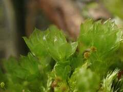 Mniaceae