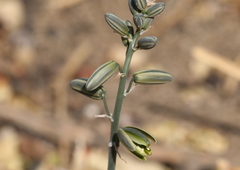 Albuca glauca