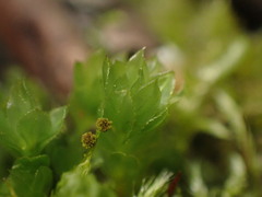 Mniaceae
