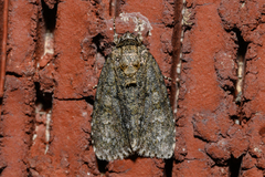 Acronicta increta