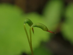Mniaceae