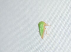 Ophiderma