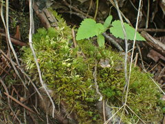 Mniaceae