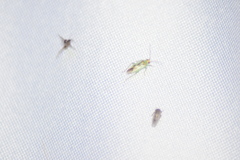 Orthotylus