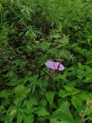 Ipomoea ternifolia