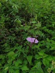 Ipomoea ternifolia