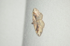 Costaconvexa centrostrigaria