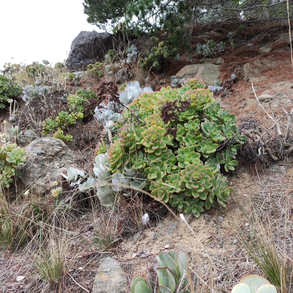 Aeonium haworthii, Christchurch including Banks Peninsula, NZ-CA, NZ