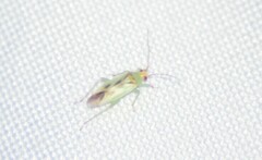 Orthotylus