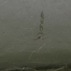 Cyrtophora cicatrosa