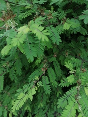 Indigofera suffruticosa