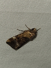 Elaphria chalcedonia