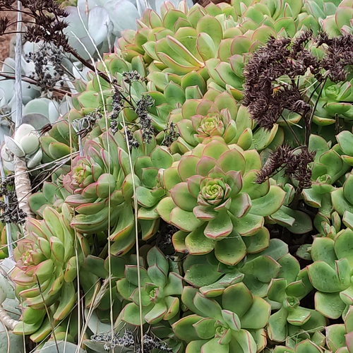 Aeonium haworthii