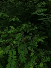 Indigofera suffruticosa