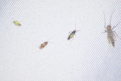Orthotylus