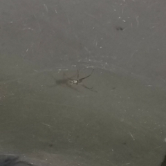 Cyrtophora cicatrosa