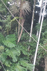 Monstera deliciosa