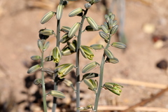 Albuca glauca