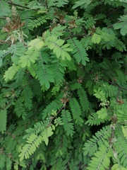 Indigofera suffruticosa